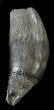 Fossil Sperm Whale Tooth - South Carolina #38751-1